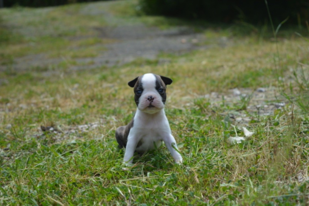 Des Perles D’Amérique - Boston Terrier - Portée née le 20/05/2024