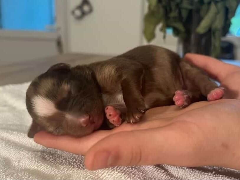 Des Perles D’Amérique - Chiots disponibles - Berger Américain Miniature 