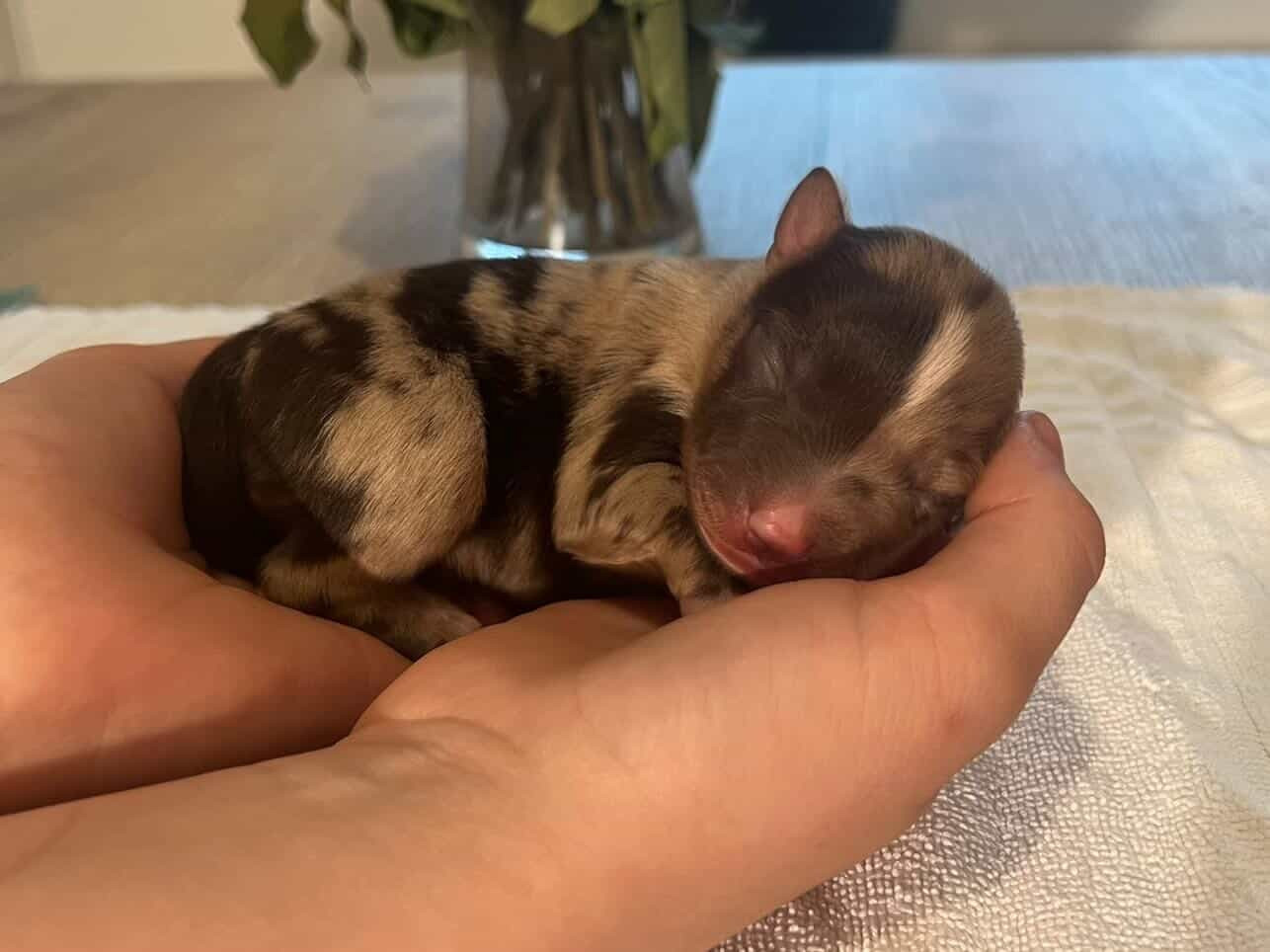 Des Perles D’Amérique - Chiots disponibles - Berger Américain Miniature 