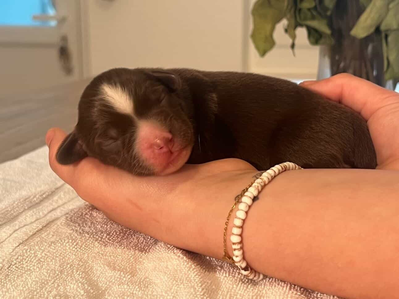 Des Perles D’Amérique - Chiots disponibles - Berger Américain Miniature 