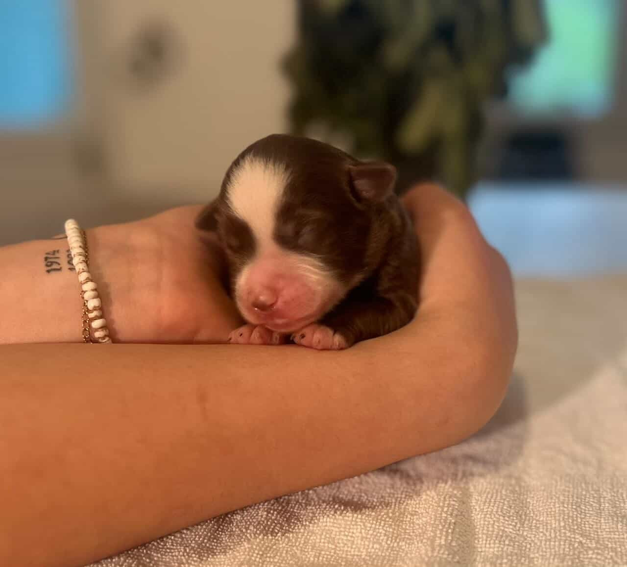 Des Perles D’Amérique - Chiots disponibles - Berger Américain Miniature 
