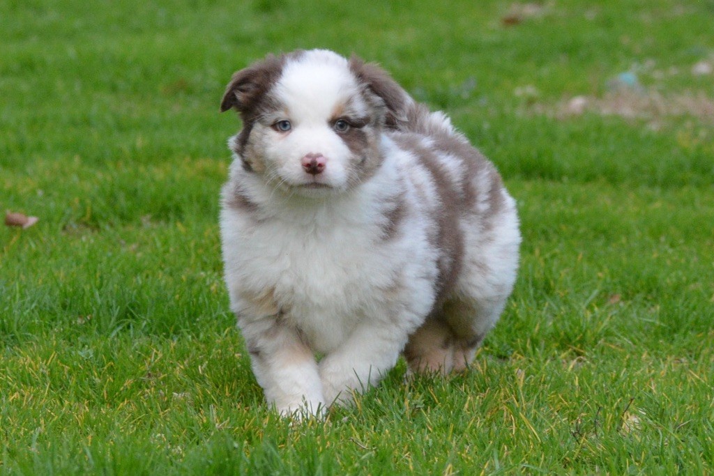 Des Perles D’Amérique - Berger Américain Miniature  - Portée née le 22/11/2023